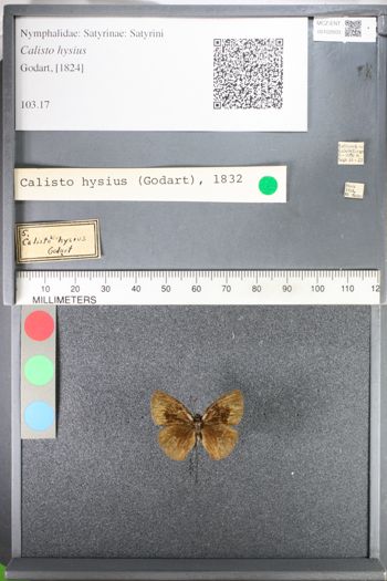 Media type: image;   Entomology 102603
